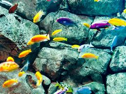 How Many Cichlids In A 30 Gallon Tank Can Stay Freely? - Badman'S Tropical  Fish
