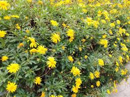 Image result for Euryops chrysanthemoides