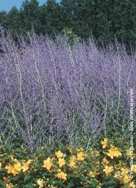 Image result for Perovskia atriplicifolia 'blue spire'