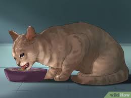 With a spray bottle of water in hand, wait to catch your dog eating the cat food. 4 Ways To Keep Your Dog From Eating Your Cat S Food Wikihow