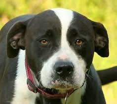 Adopt Oreo On Petfinder Bulldog Dog American Bulldog Mix Animals