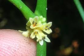 Image result for Pauridiantha paucinervis