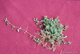 Image result for Grona triflora