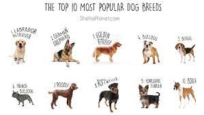 The Top 10 Most Popular Dog Breeds Sheltie Planet Most Popular Dog Breeds Popular Dog Breeds Working Dogs Breeds