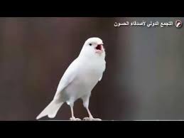 Canary Singing Video The Best Canary Training Song 40 Minutes أغنية تدريب الكناري تغريد رائع Youtube Bird Animals Love Birds