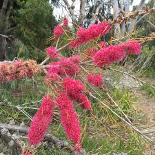 Image result for Melaleuca