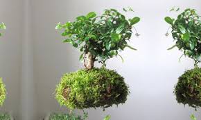 Mettere le piante in un vaso a forma di palla fatto esclusivamente di. Kokedama Benvenuti Su Paesaggibonsai