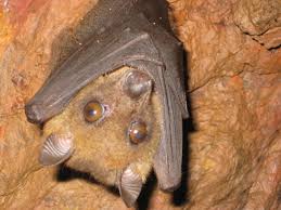 Image result for Lotononis angolensis