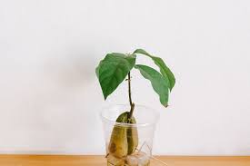 Jul 14, 2021 · cut the fruit from the tree with a pair of secateurs and handle carefully to avoid bruising the delicate avocado flesh. How To Grow And Care For Avocados As Houseplants