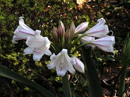 Image result for Crinum lugardiae