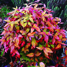 With a compact shape, pruning will only be required to maintain the desired size and shape of your liking. Nandina Firepower Pohlmans Phone 07 5462 0477