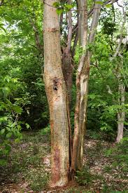 Image result for Millettia stuhlmannii