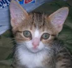 Kittens are supposed to be inquisitive and constantly bouncing around. Why Is My Kitten Sneezing And Has Watery Eyes Quora
