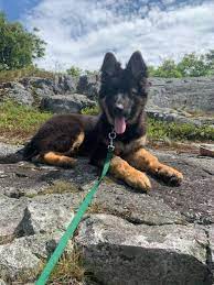 We did not find results for: Gmk Lab Shepherd Mix Pups In New Hampshire Home Facebook