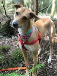 5 miles 10 miles 25 miles 50 miles 100 miles 200 miles 500 miles. 15 Adoptable Pets Connecticut Ideas In 2021 Pets Adoption Pet Adoption