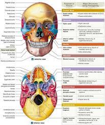 7 2 The Skulls 8 Cranial Bones Protect The Brain And Its 14 Facial Bones Fo Craniosacraltherapy Craniosacra Facial Bones Human Bones Anatomy Medical Anatomy