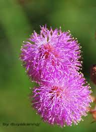 Pin On Flowers In Pink