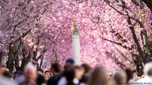 Похожие запросы для turkish drama eng sub. Cherry Blossoms Mesmerize Tourists In Bonn Lifestyle Dw 16 04 2018