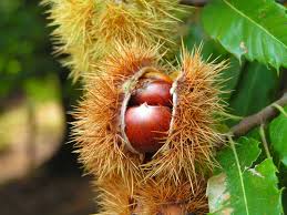 Quelle Est La Difference Entre Une Chataigne Et Un Marron Chataigne Chataigne Fruit Vert
