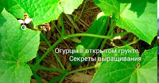 уход за огурцами в открытом грунте от посадки до урожая Ogurcy V Otkrytom Grunte Sekrety Vyrashivaniya Uhod Uvelichenie Urozhaya Foto Botanichka Ru