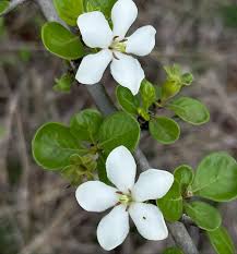 Image result for Catunaregam