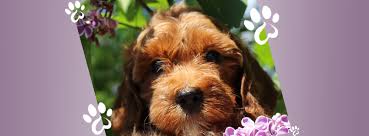 We do much more than just sell puppies. Sierra Springs Australian Doodles Home Facebook