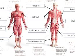 Contract slowly, but keep going for a long time. Labelled Body Diagram Human Body Anatomy