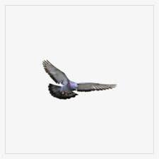 More images for background merpati » Flying Pigeon Burung Merpati Png Transparent Png 600x600 Free Download On Nicepng