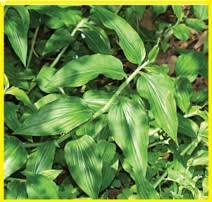 Image result for Aneilema