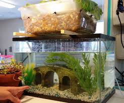 Pea gravels use in the aquarium. Aquaponic Tank 6 Steps With Pictures Instructables
