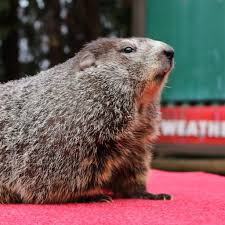 Punxsutawney phil predicts an early spring on groundhog day during the annual groundhog day celebrations in punxsutawney, pennsylvania. 9ocijiyzsnjj5m