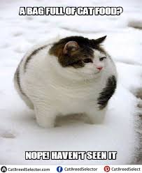 Pin On Funny Cute Angry Grumpy Cats Memes