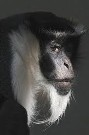 Black And White Monkey Pictures Cute Black And White Colobus Photo By Claude Ferrara What A Stunning Gaze Such Wryness And Self Possession Animals Animals Beautiful Animals Wild
