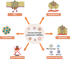 Roles and mechanisms of exosomal non-coding RNAs in human health and  diseases | Signal Transduction and Targeted Therapy