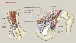 Its internal end is at the deep inguinal ring and its external end is at the superficial inguinal ring. Adult Groin Hernias Surgery Oxford International Edition