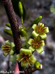 Image result for Vaccinium madagascariense