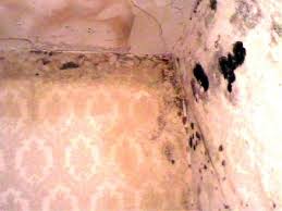 Da ich schon viele gruselgeschichten über schimmel gelesen habe, ist meine angst groß, dass ich vielleicht alles abreißen muss. Gutachter Hilfe Bei Schimmel Im Haus In Sebnitz Anlageimmobilien Kostenlose Kleinanzeigen Bei Quoka De