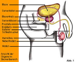 Explains prostate problems including prostatitis and benign prostatic hyperplasia. Die Anatomie Der Prostata