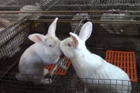 Кролик Белый Паннон