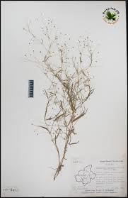 Image result for Oldenlandia affinis