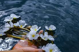 Image result for Ottelia