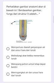 Berdasarkan gambar anatomi akar, fungsi struktur x adalah a. Fungsi Dari Struktur X Adalah Jwb Yaa Btuh Skrg Brainly Co Id