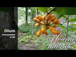 Image result for Uvaria acuminata