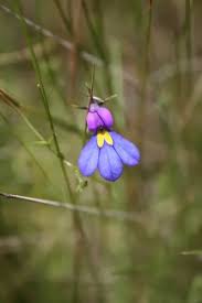 Image result for Monopsis decipiens