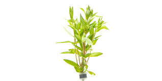 Image result for Nesaea heptamera