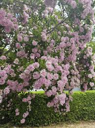 Image result for Dais cotinifolia