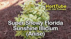 Florida sunshine anise (illicium parviflorum 'florida sunshine'). Super Showy Shade Shrub Florida Sunshine Illicium Youtube