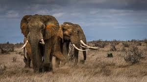 Here you'll find a list of ten of the most endangered animals. Extinction Elephants Driven To The Brink By Poaching Bbc News