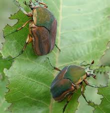 Get rid of june bugs quickly using these diy, natural home remedies. Cotinis Nitida Wikipedia