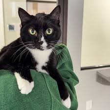 ‪Why Kitty Thinks Senior Cats Rule | Animal Welfare Society‬‏